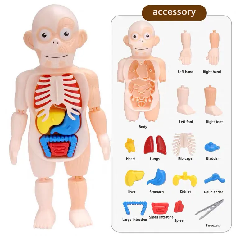 2021 new style Anatomy Models Bundle Set kids stem toys montessori early educational toys science kit for education