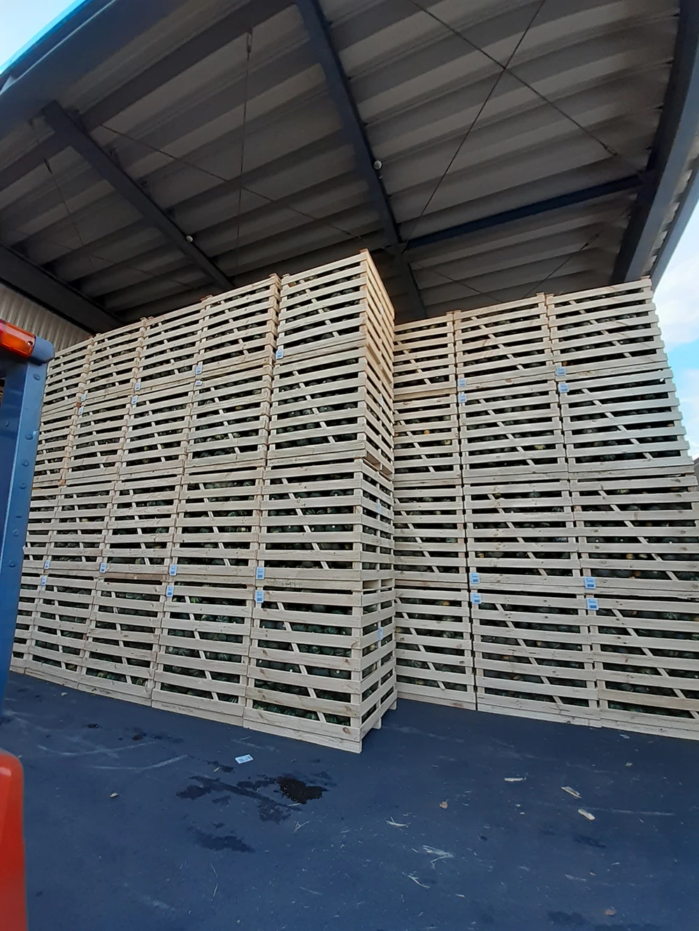 High Quality Sweet Japanese Vegetable Fresh Pumpkin Squash Kabocha