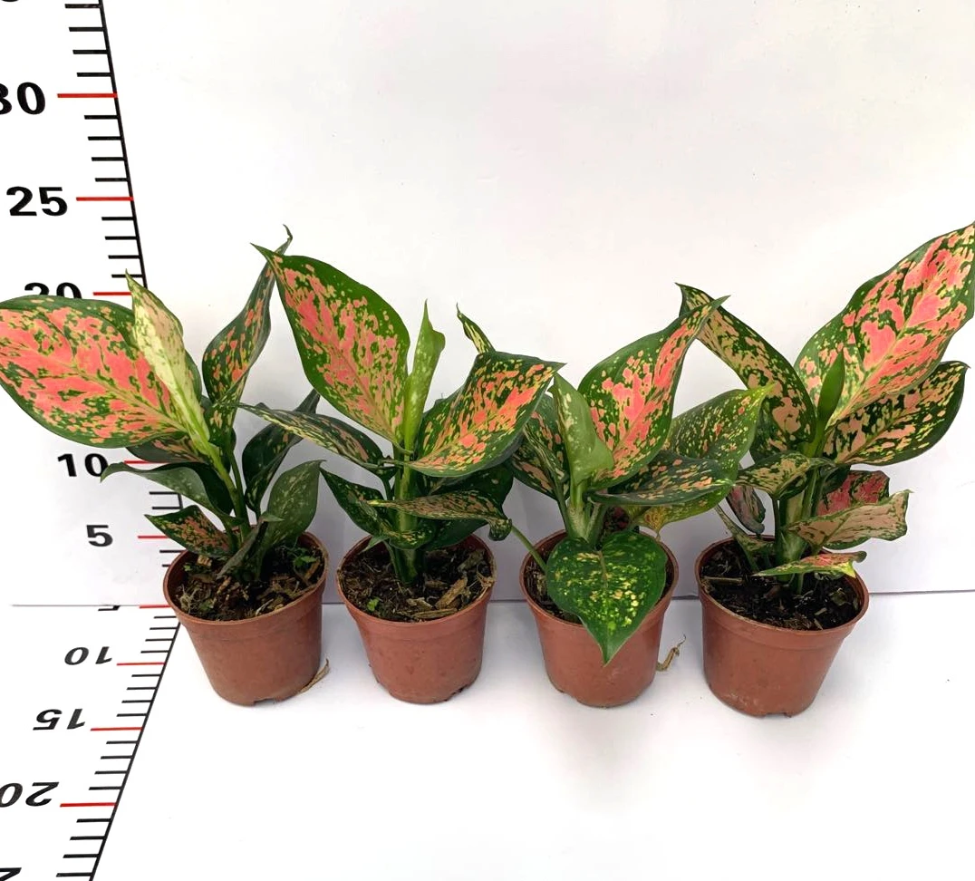 Лидер продаж высокое качество горшок для растений aglaonema