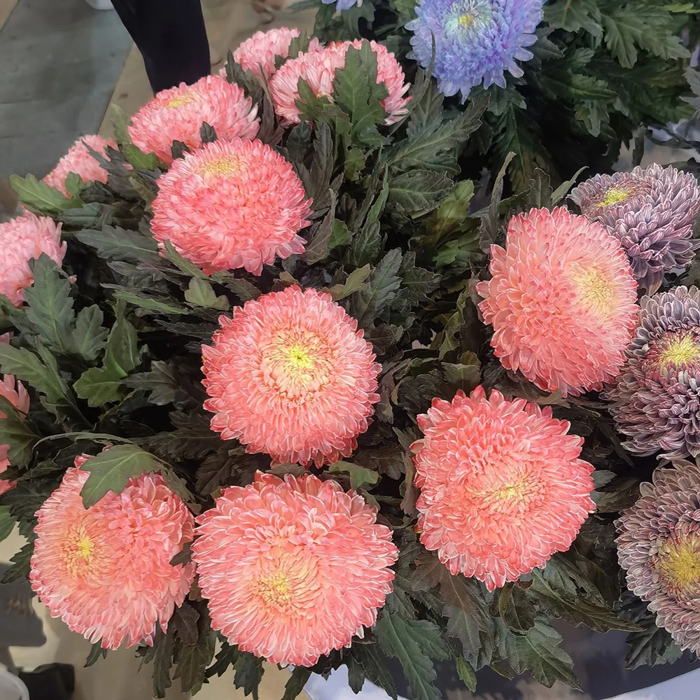 Wholesale Fresh Cut Rose Plants Spray Rose Rosa Yellow Orange Roses Bouquet Flower For Decoration