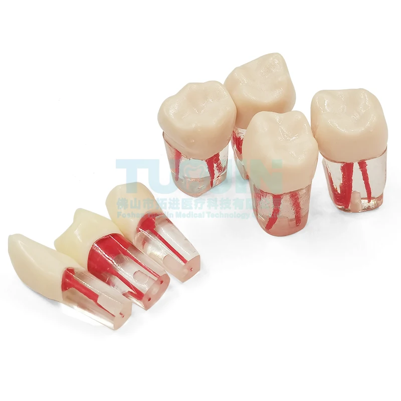 Training Block For Practice Dental Teeth Model Dental Root Canal Teeth Endodontic Teeth Endo Tooth