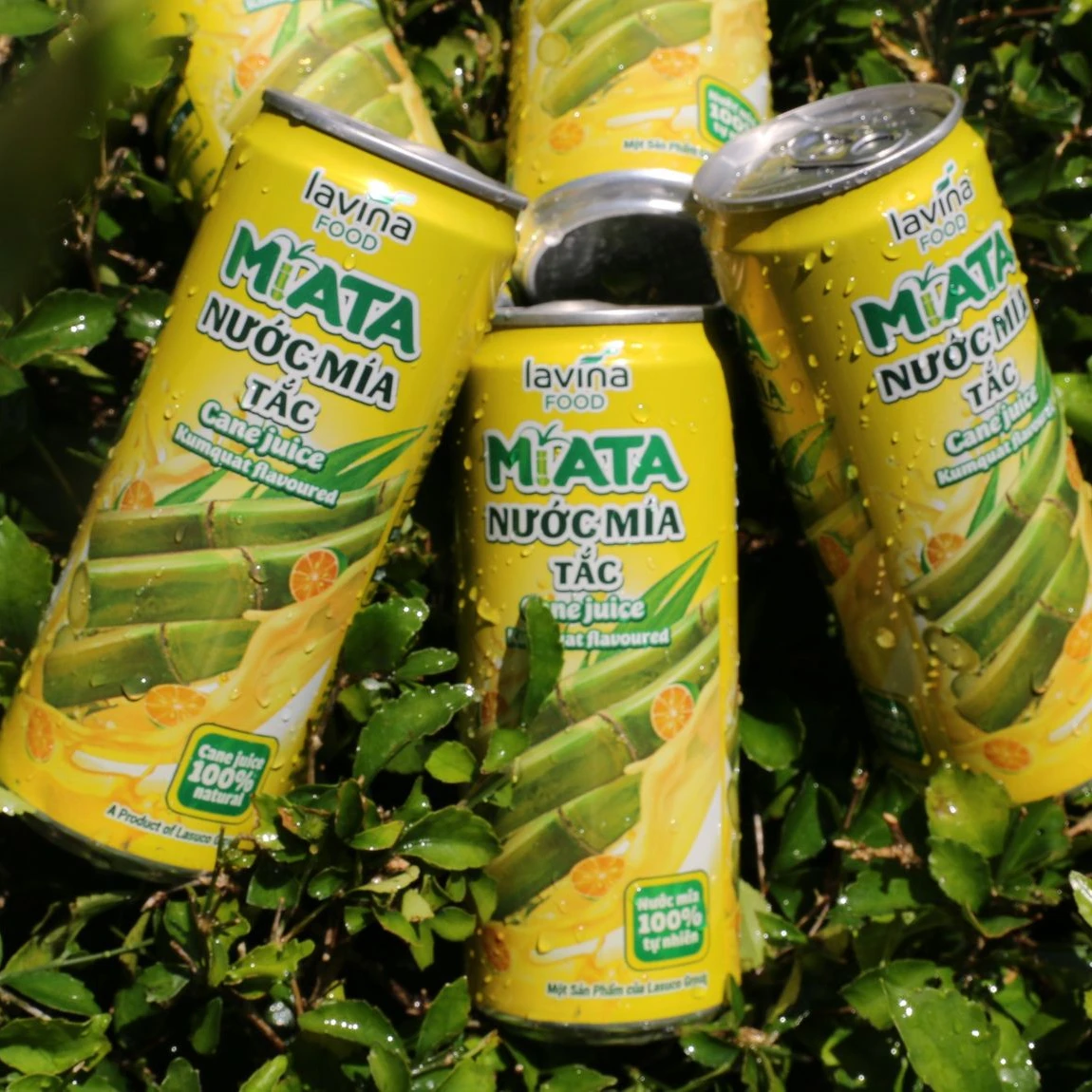 MiATA сок тростника Kumquat ароматизированный 320 мл 24 банки на лоток ежедневный напиток от LavinaFresh Вьетнам