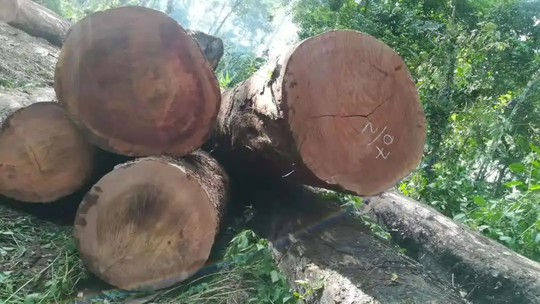 Azobe Round Log Hardwood from Cameroon With Low Price Cheap Round Log Cameroon Wood