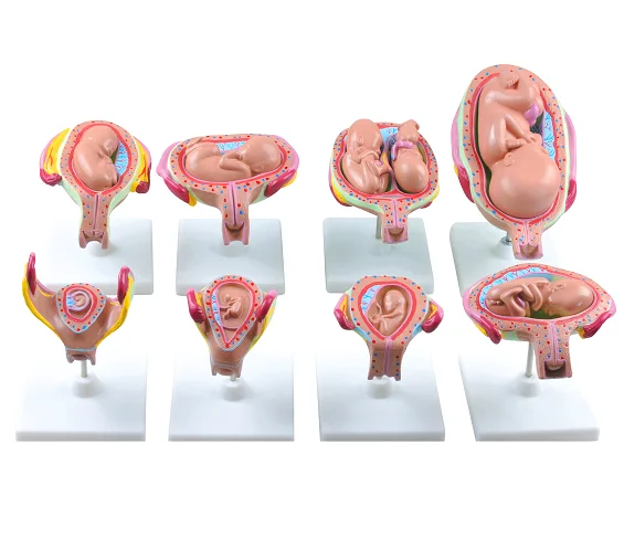 Human Pregnancy Development Model Medical Science Anatomical Model Educational Models Teaching Supplies Nurse Training
