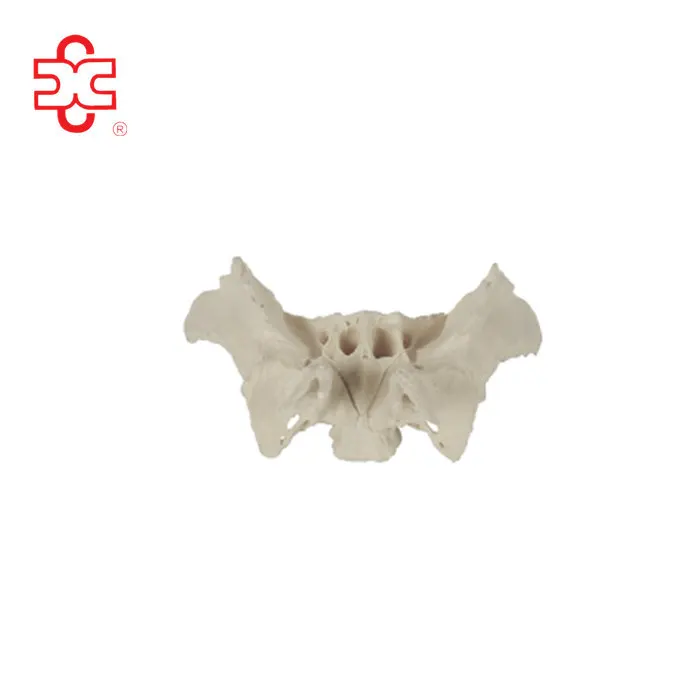 Модель кости сфеноида