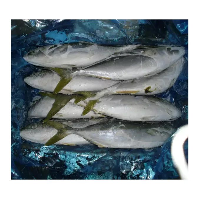FROZEN YELLOW TAIL FISH WR