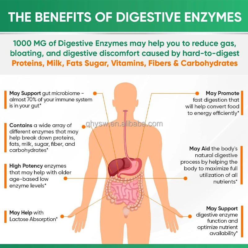 OEM ODM Natural Digestive Enzymes Capsules Supplement of Prebiotics with Probiotics Properties Digestive Enzymes Capsules