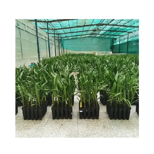 Tissue Culture Date Palm Seedlings by Small Piece of Plant Is Taken From the Growing Point
