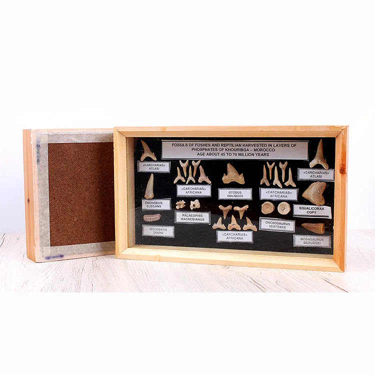 Yase Natural Marine Animal Shark Teeth Frame Office Studio Natural Stone Collection Box Ornaments