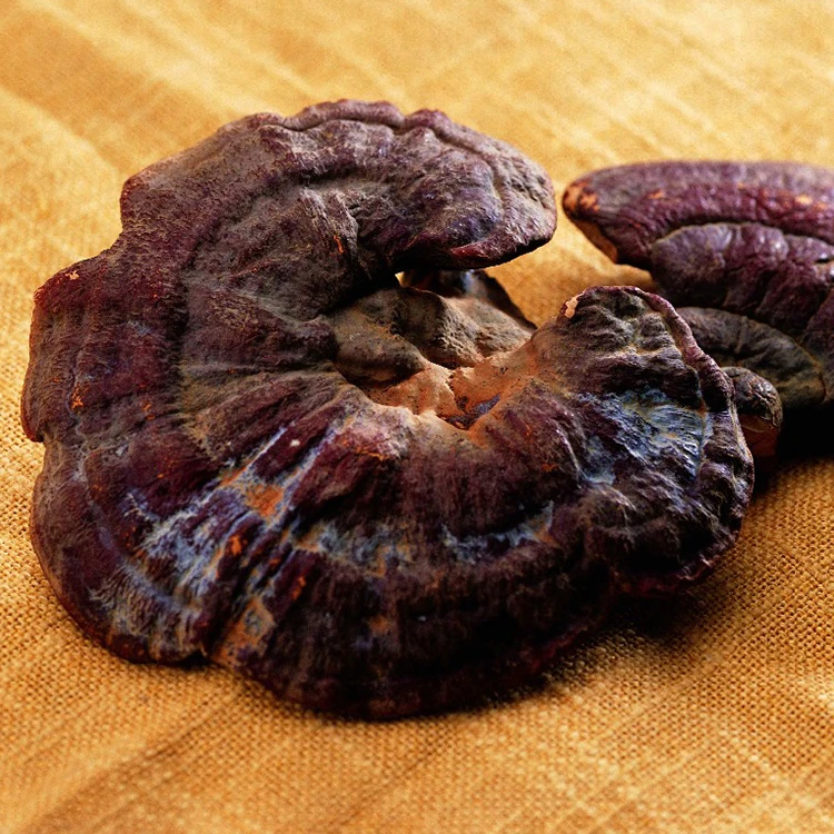 Wholesale Factory Supply Best Price Nature Reishi Mushrooms Dried Reishi Powder Mushroom