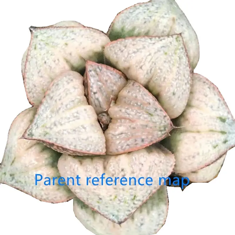 
Natural rare hotsellings Mini Succulent Haworthia splendens Taj Mahal 