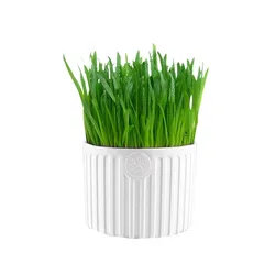 Cat Grass Seeds Grass Bag Cup Hot Sale High Quality Treats Bag Enriching Wheat Seed Pet Clean Teeth