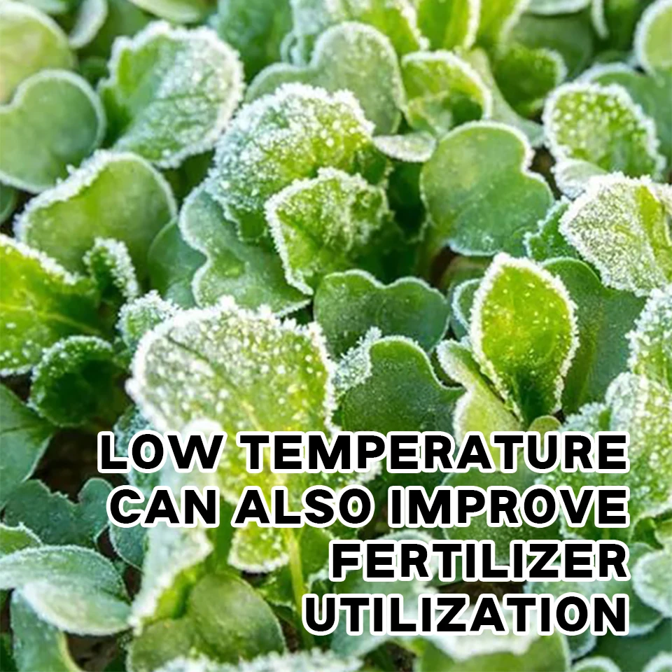 Hot sale High Nitrogenous Foliage Fertilizer 31-10-10 Water-soluble fertilizer with B Zn