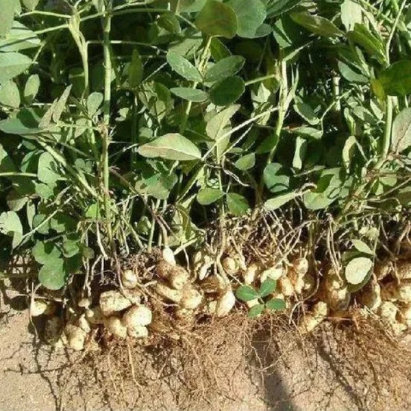 Nitrogen-fixing bacteria Azotobacter brown biological  fertilizer