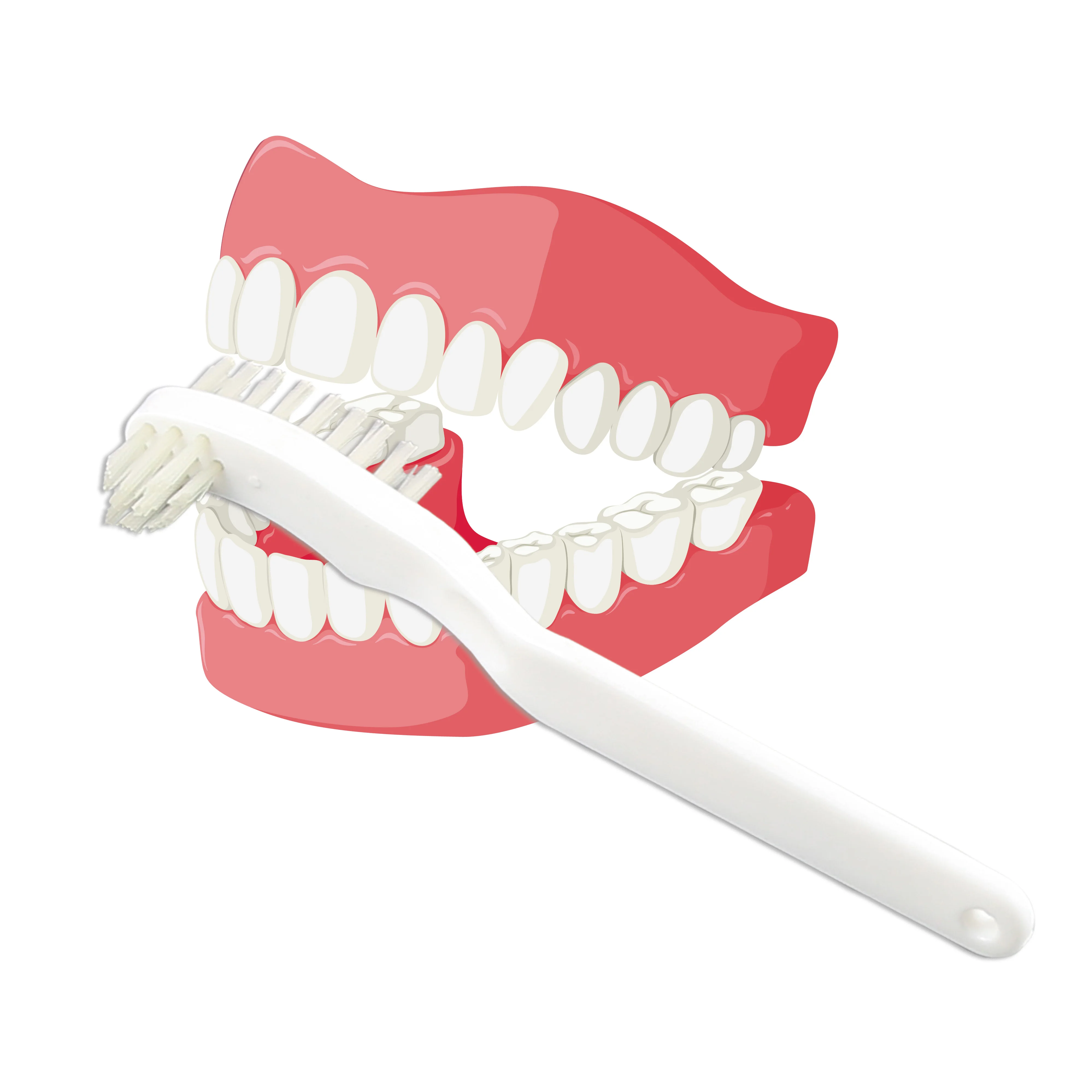 Small False Tooth Brush Denture Brush Hard Bristle 0.25mm or 0.30mm Nylon 610 Removes Surface Stains