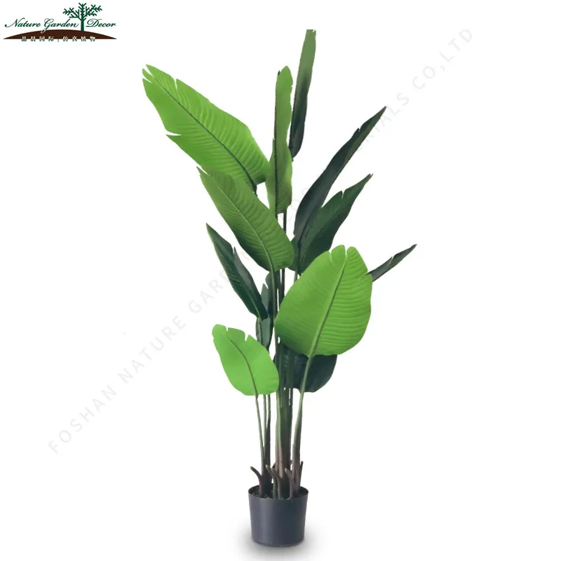 Tall Wood Banana Plant Bird of Paradise Tree For Garden
