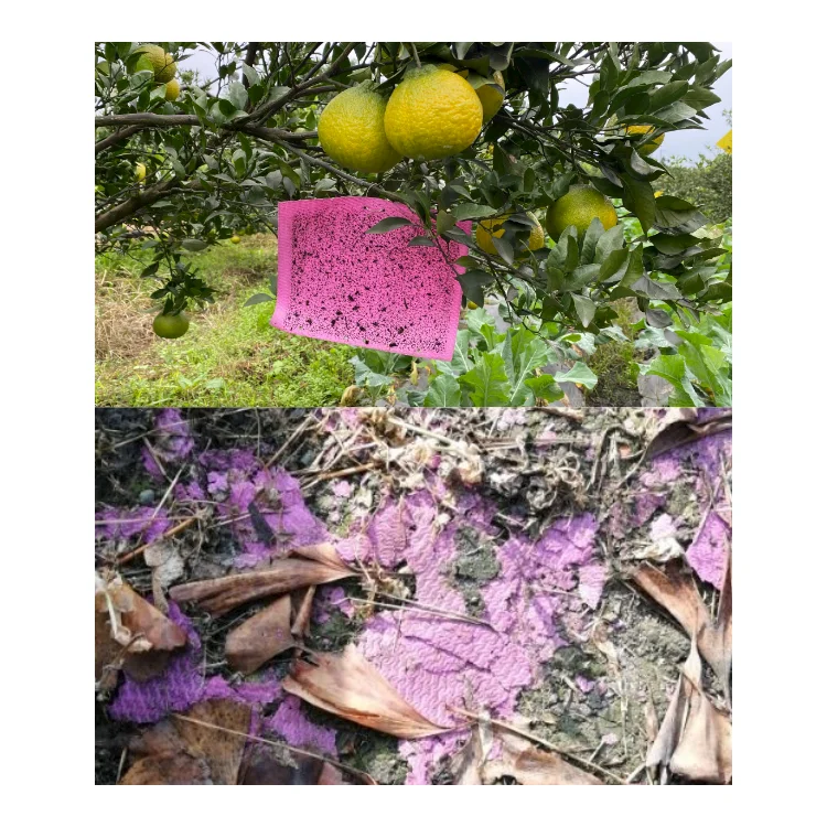 Ecologic Agricultural Pest Control Product Glue Board for Farm Fly Thrip Moth 20*25cm Insect Sticky Trap