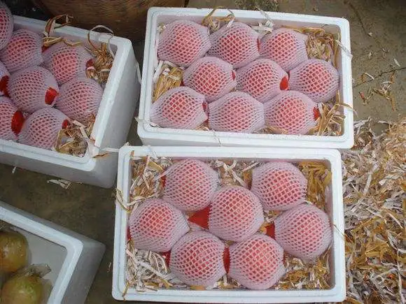 China EPS styrofoam customized size protective packaging insulated shipping box for fruit vegetable fish