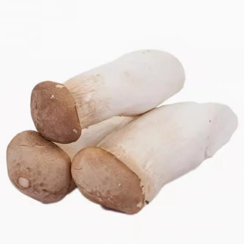 Food grade ISO and HACCP bulk mushroom of king oyster mushroom