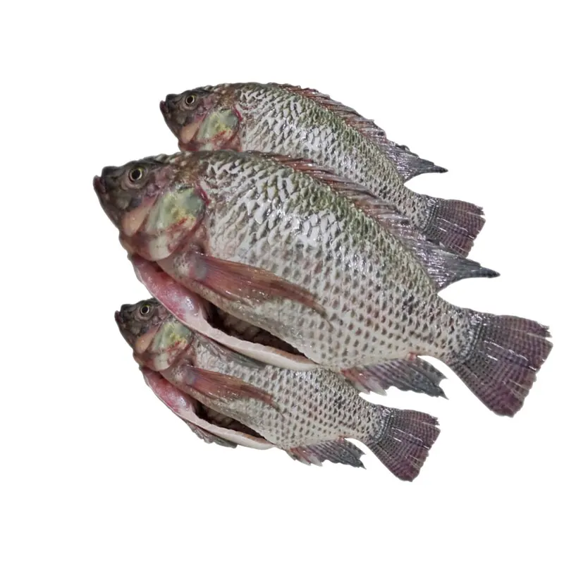 
Frozen Tilapia Fish Whole Round Black Tilapia Fish 