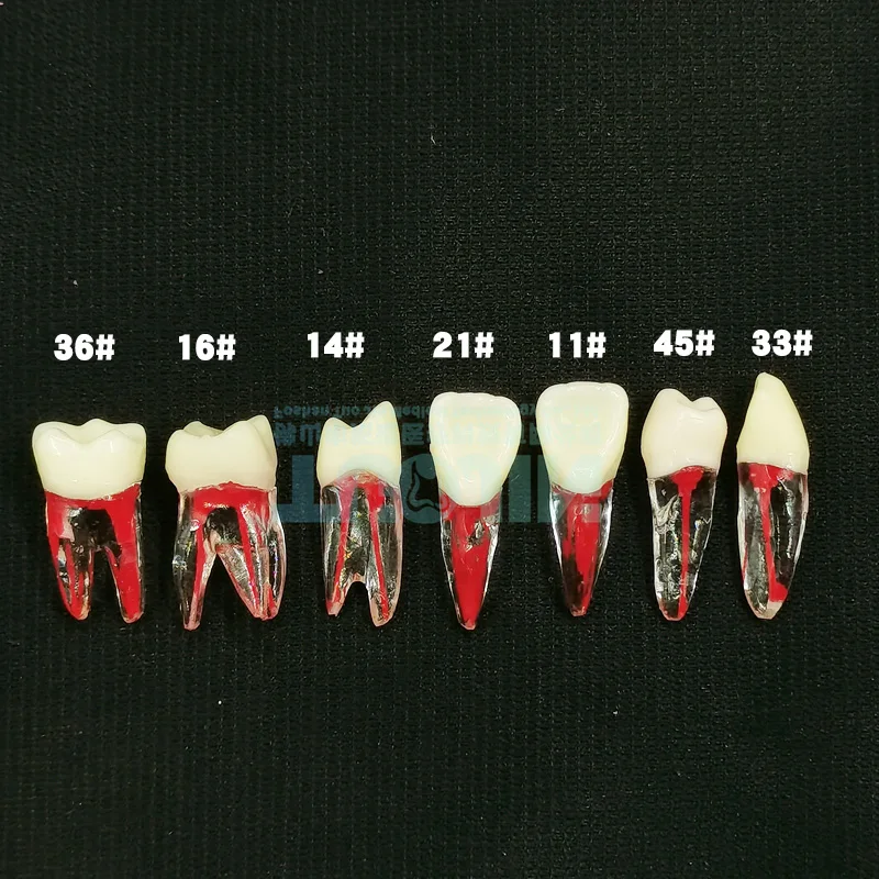 Dental Endo Tooth Root Models Rotary Files RCT Endodontics Practice Block Pulp Cavity Dentistry Training Resin Model