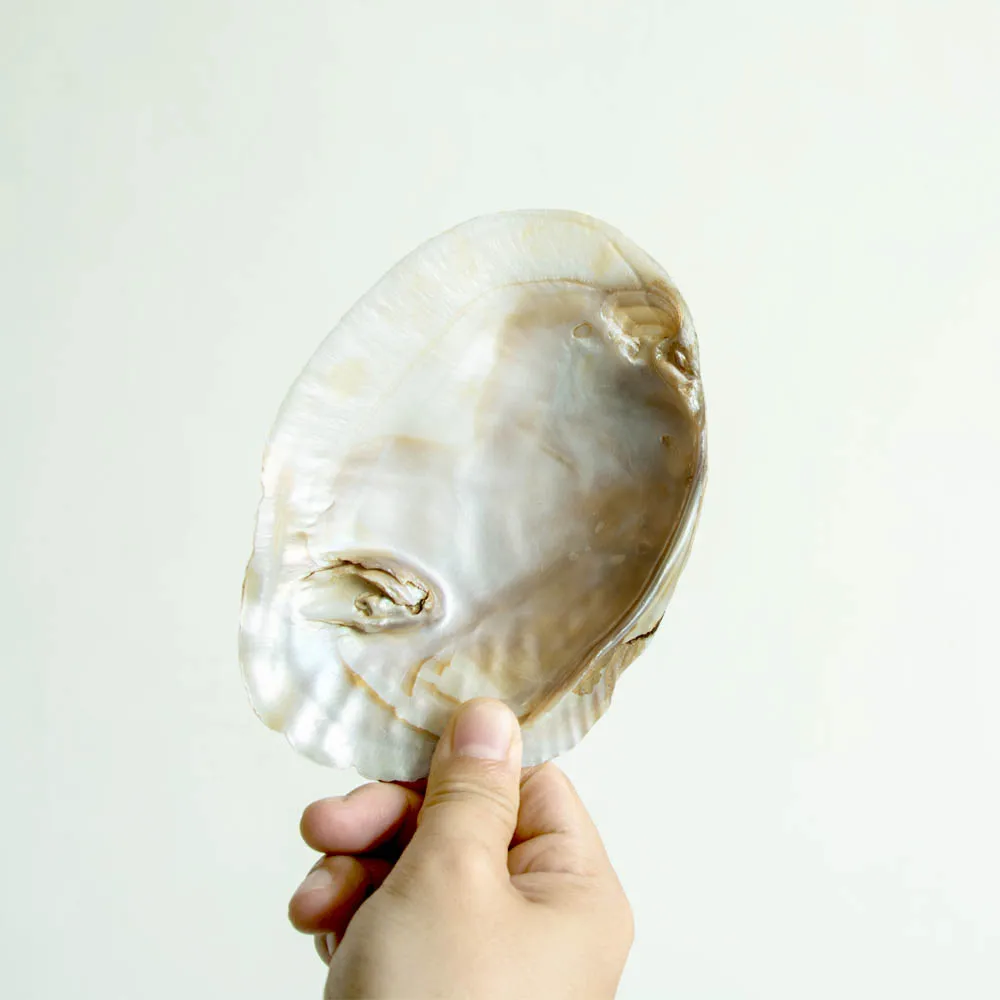 14-15cm Shell Natural Freshwater Polished Pearl Shell Oyster Mother of Pearl for DIY Crafts
