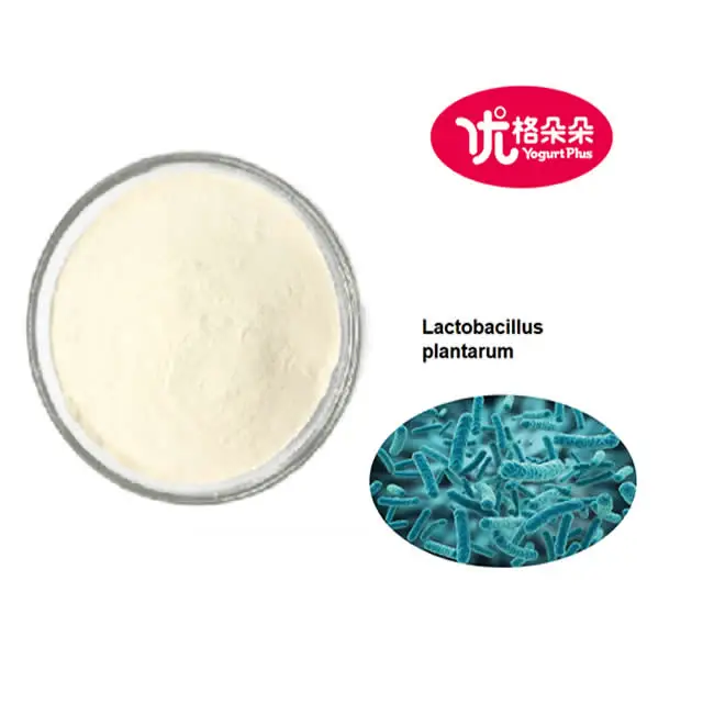 Freeze-dried Lactobacillus plantarum 100 Billion CFU/g