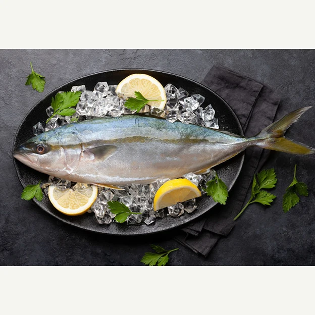 buy fresh fish whole round frozen yellow tail for process canned frozen Japan origin Amberjack seriola quinqueradiata