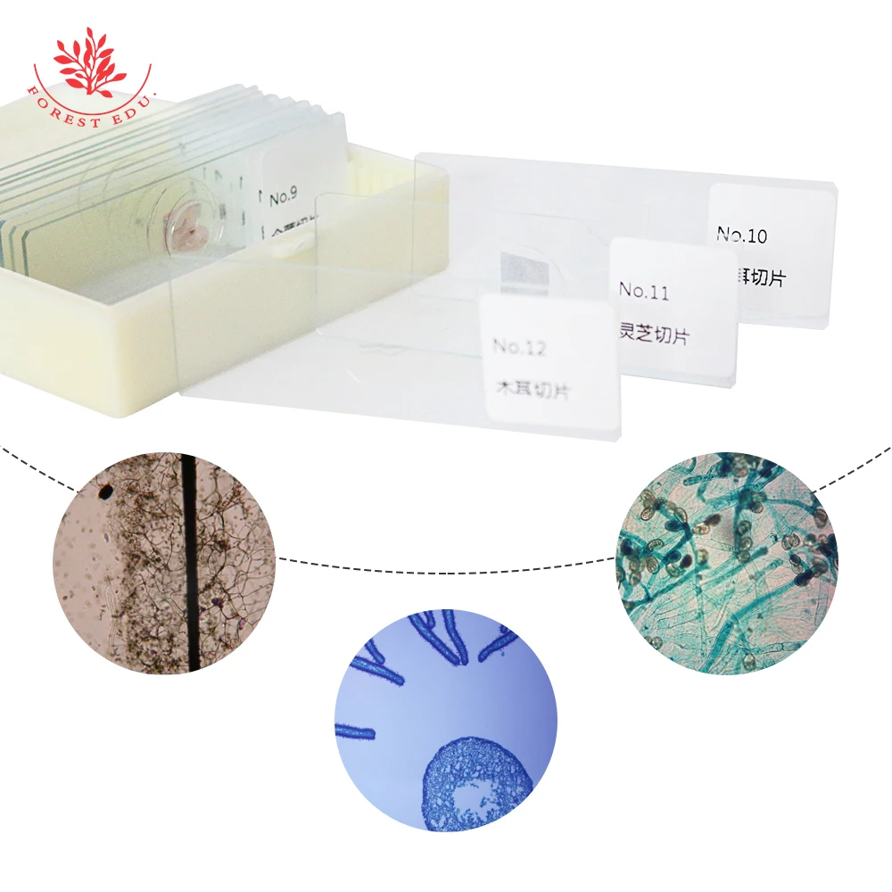 Mycology Educational Slides 12 Kinds Mycological Supplies Teaching Fungi Microbiology Prepared Slides High Quality Glass