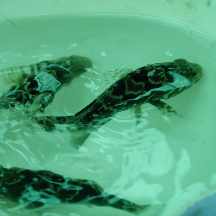 
Certified healthy grouper fish head fried with wine, sesame oil and soy sauce (cooked) 