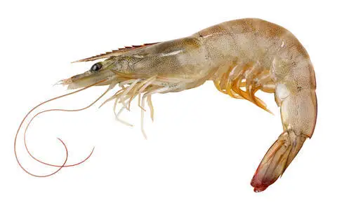 Vietnam High Quality Fresh Ocean Freeze Dry Seafood Wholesale Large Bulk Raw Shrimps Prawn Frozen Vannamei