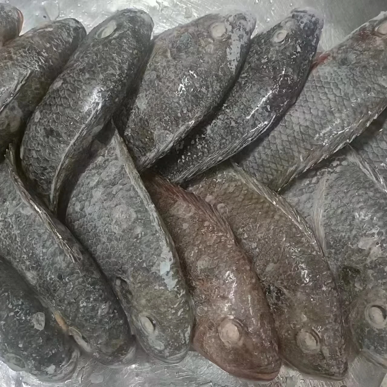 Заводская цена различные размеры оптовая рыба Тилапия BQF замороженная цельная тилапия