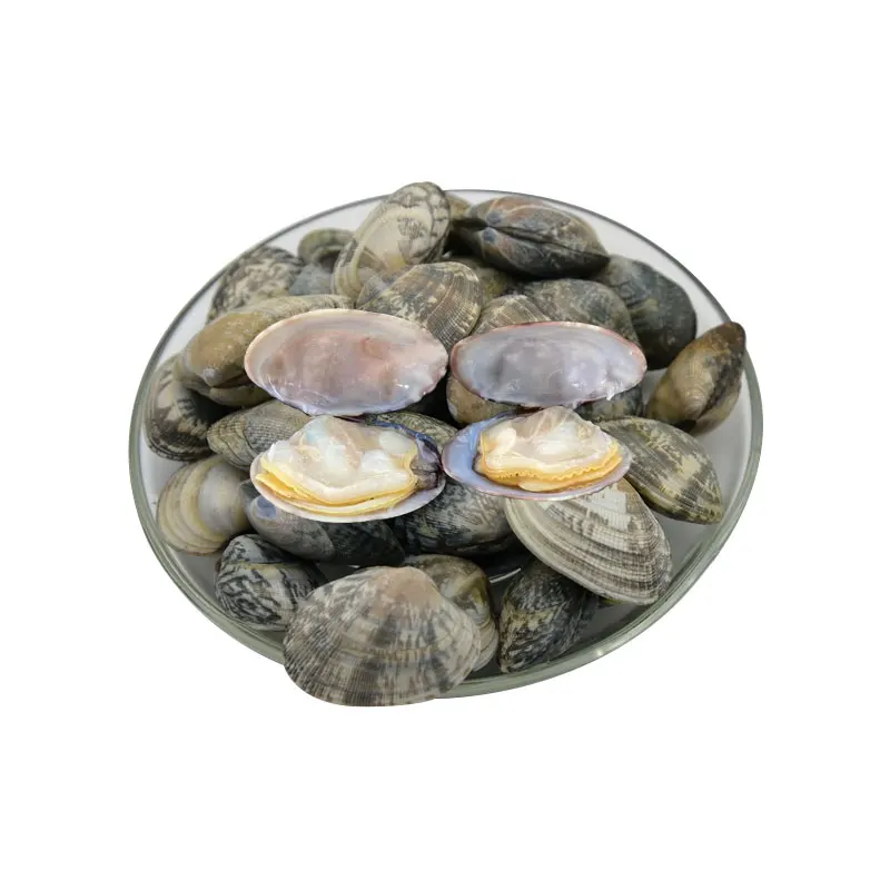 
Hot sales good quality frozen Clam with shell 