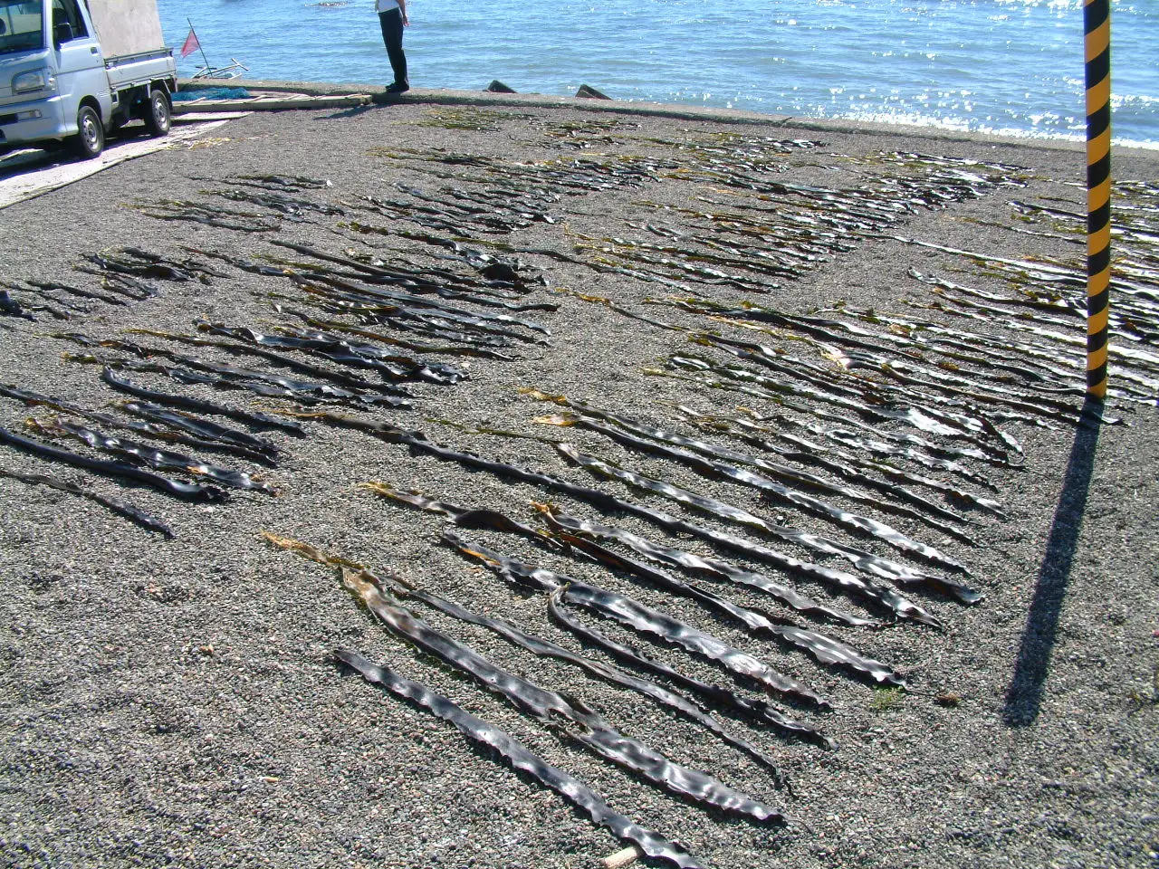 Japanese dried sargassum laver seaweed with good reputation on sale