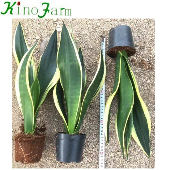 
Black and Gold Sansevieria 