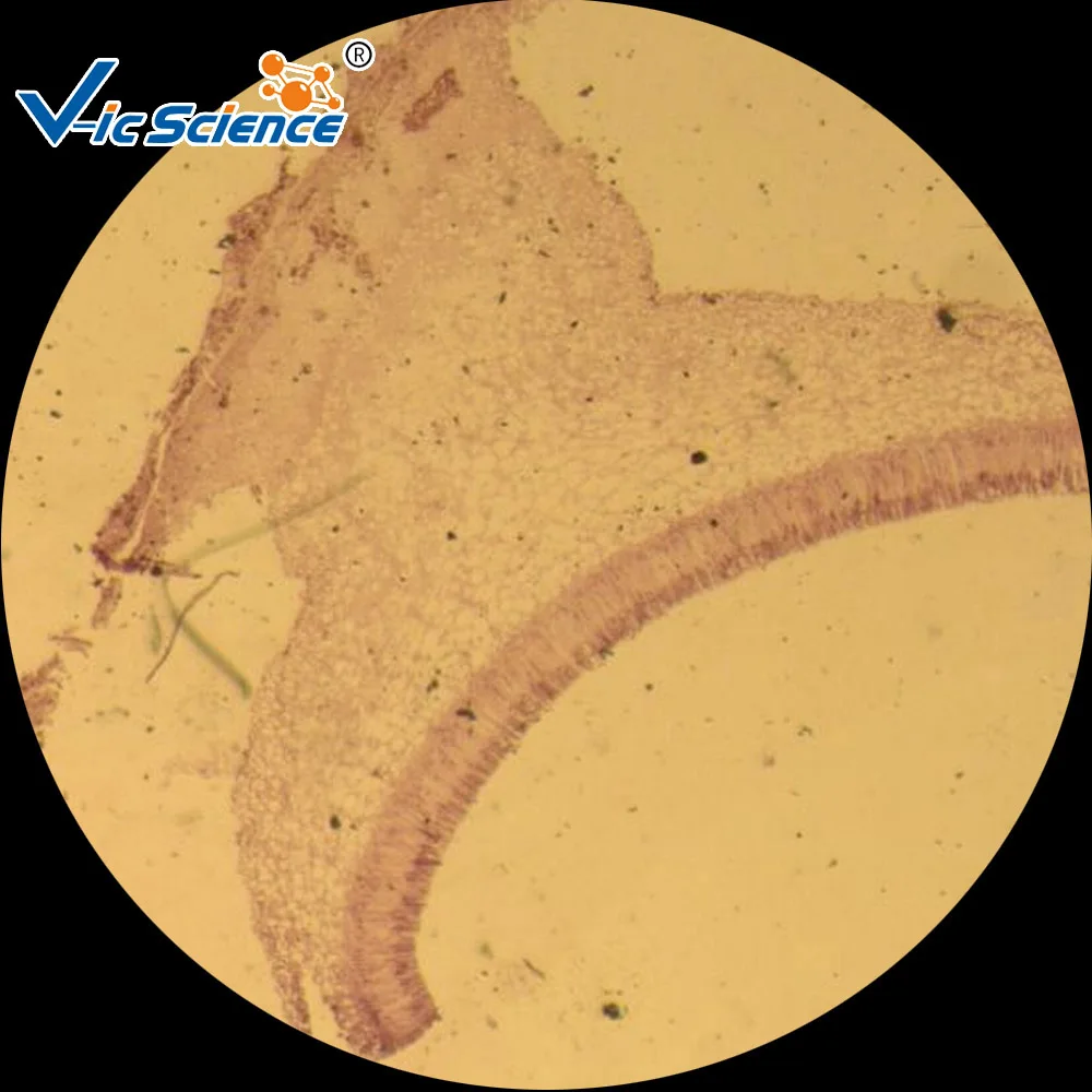 Микроскоп приготовленные слайды микробиологический микроскоп биологические микробиология набор