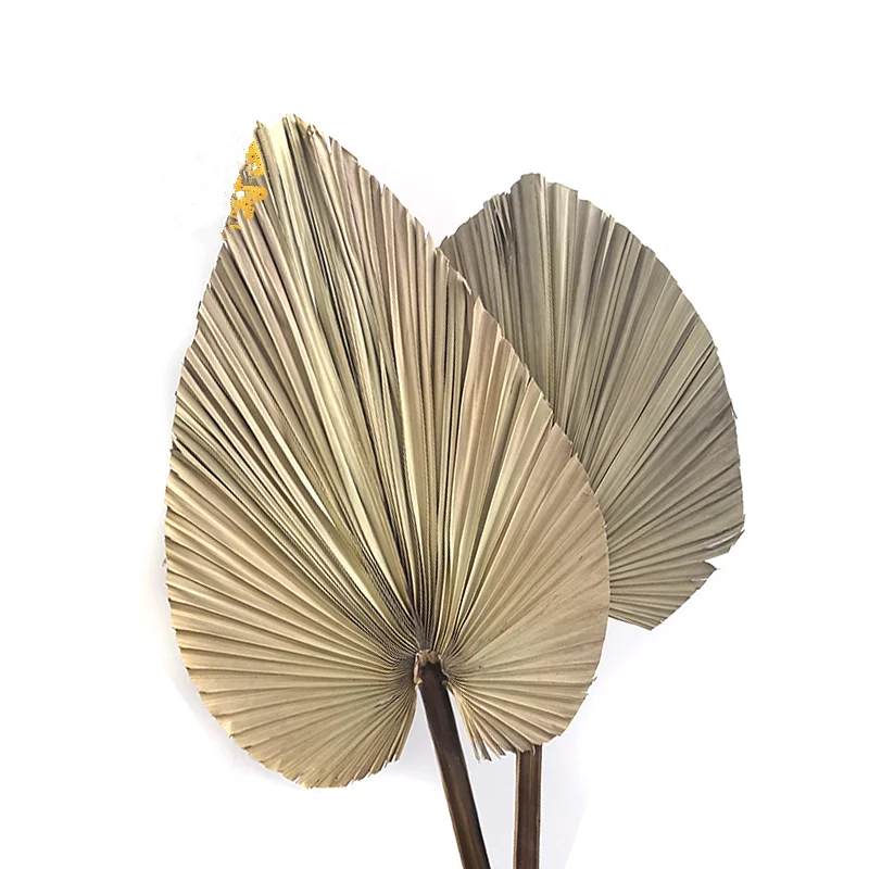 
Wholesale Heart Shape Decorative Dry Fan Plam Leaf Garden Design Natural Tropical Dried Palm Tree Leaves 