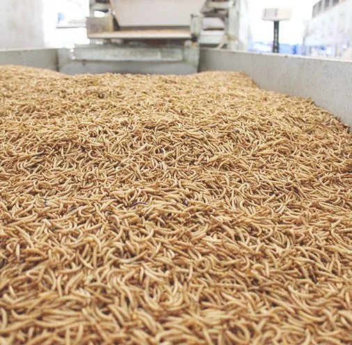 Natural Dried Mealworms for Birds and Pets with High Nutrition