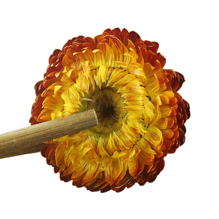 Manufacturer Bulk Dry Chrysanthemum Flower Tea high quality Beauty effect tea