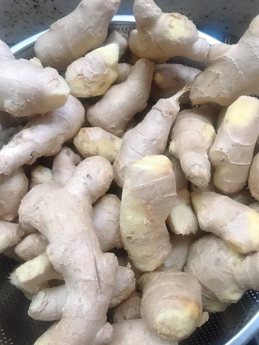 
2020 High Quality Best Price Shandong Fresh Spicy Young Yellow Ginger 