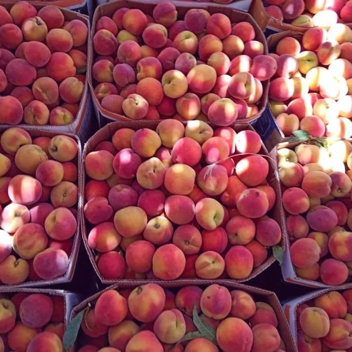 
Fresh Peaches 