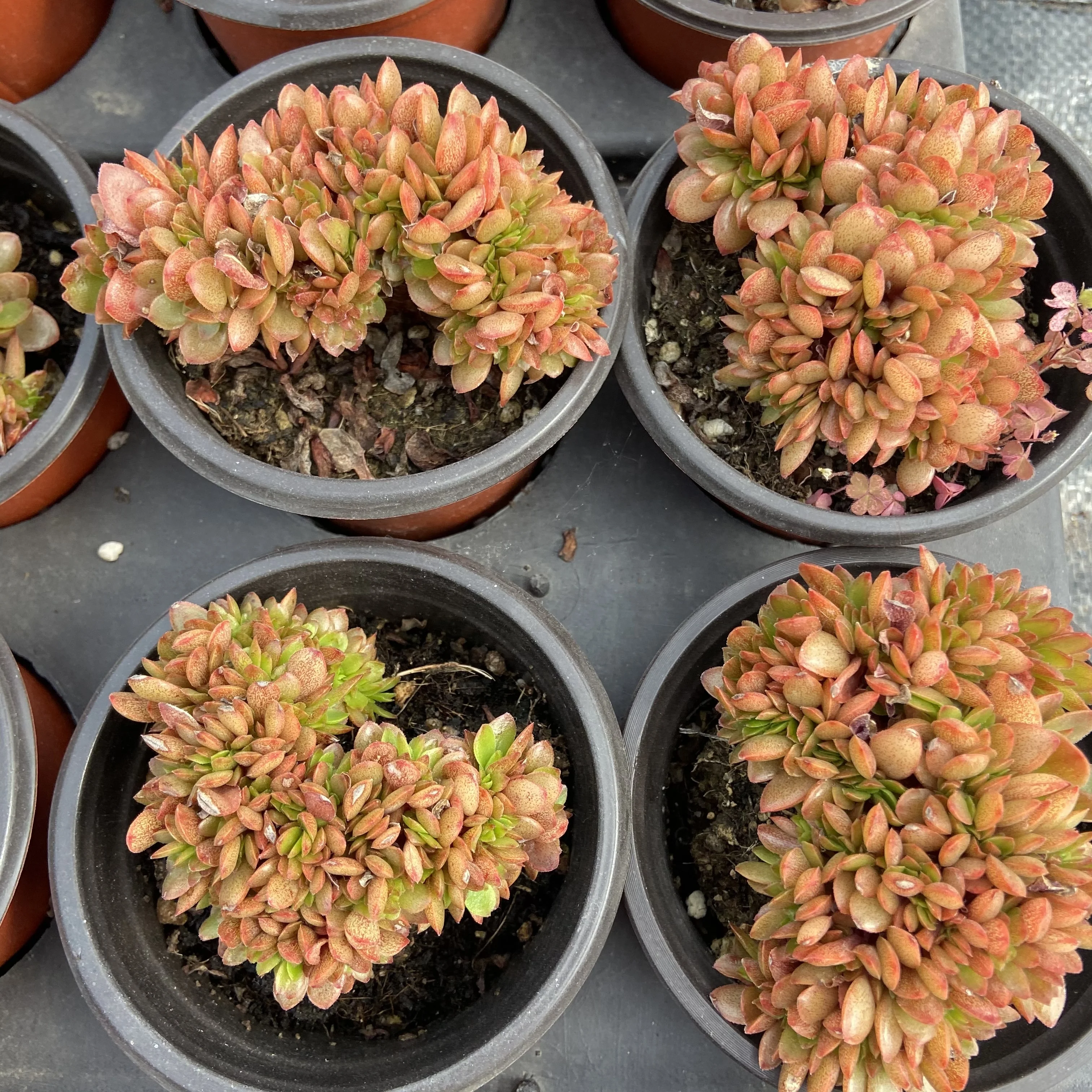 High-quality live succulents candy Variant varieties succulents plants life