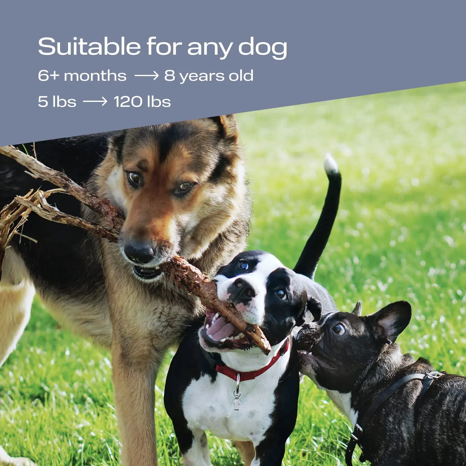 Dog Barking Control Device 49 Feet Range Ultrasonic Dog Repeller Ultrasonic Anti-Barking Device with Flashlight