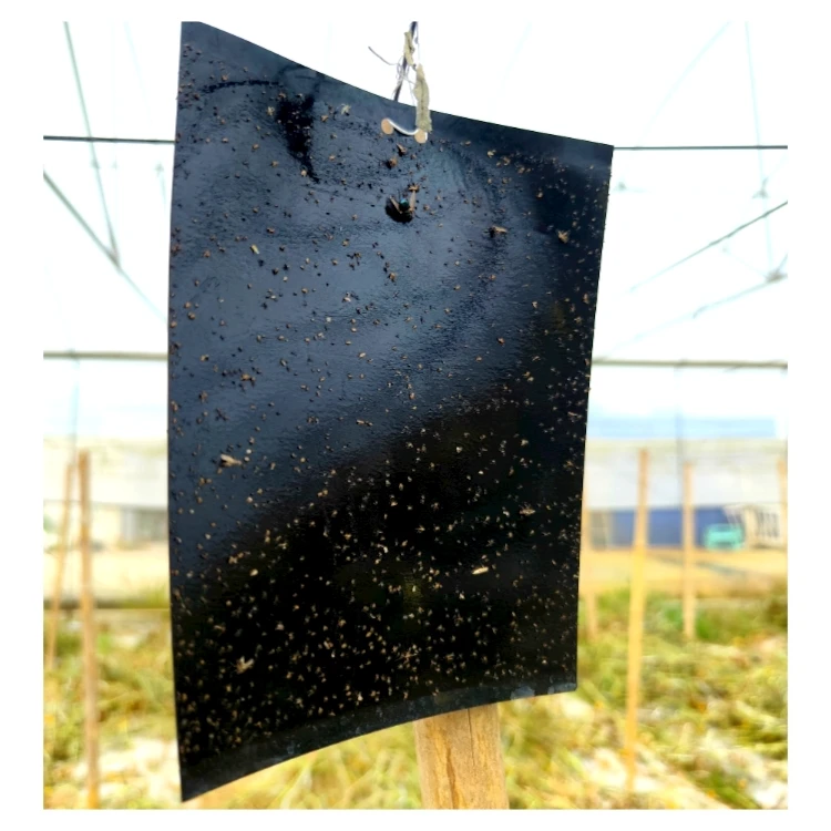 Agricultural Greenhouses Black Sticky Trap Pest Insects Killer Control Outdoor Black Sticky Trap Glue Board Insect Catcher
