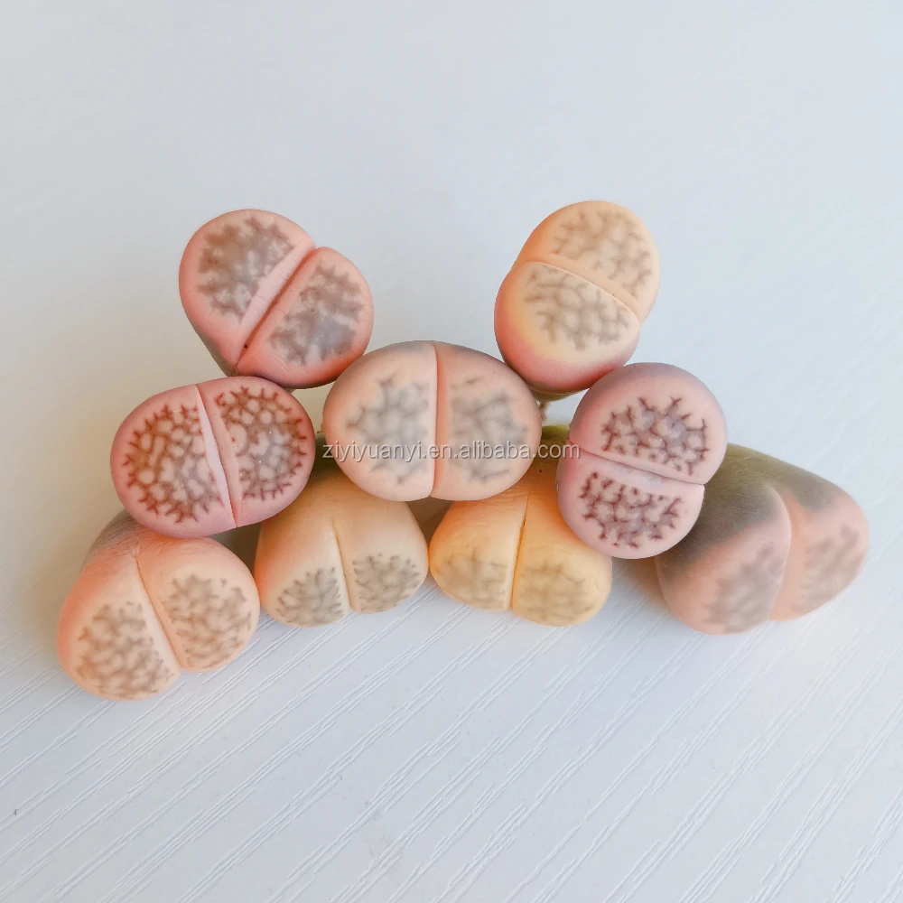Beautiful Rare Lithops wholesales Variegated lithops Mini Colorful Growing Indoor plant pink lithops 2-3 cm