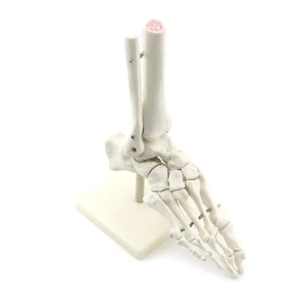 Модель человеческого сустава стопы анатомическая модель костной части
