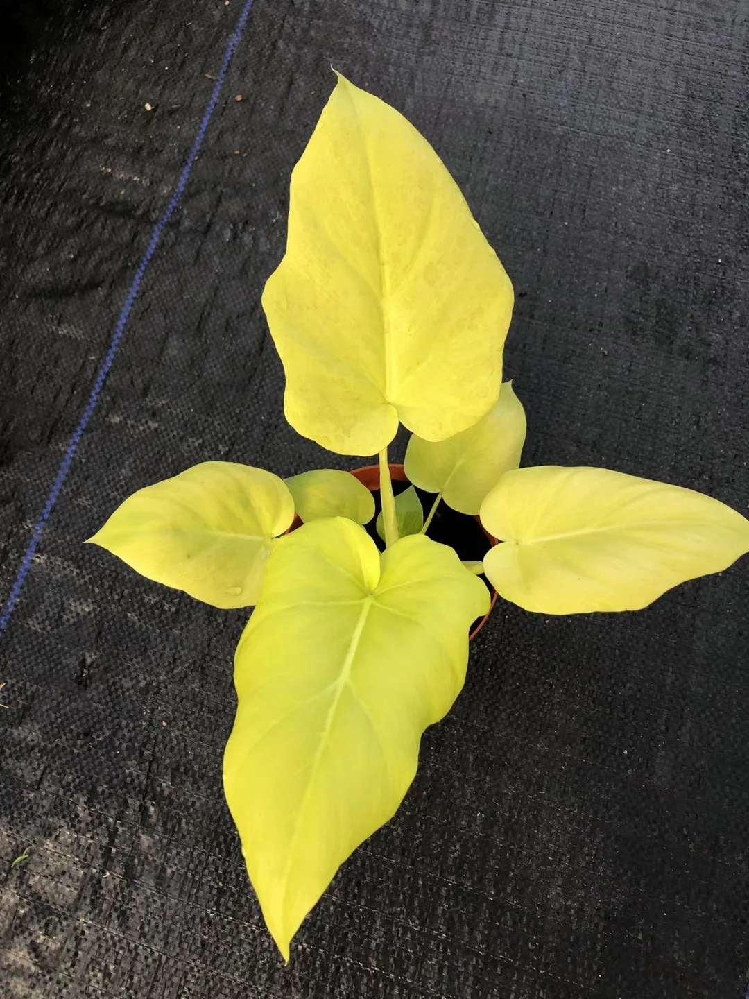 Оптовая продажа горячая Распродажа натуральное живое растение Calathea gold warplace