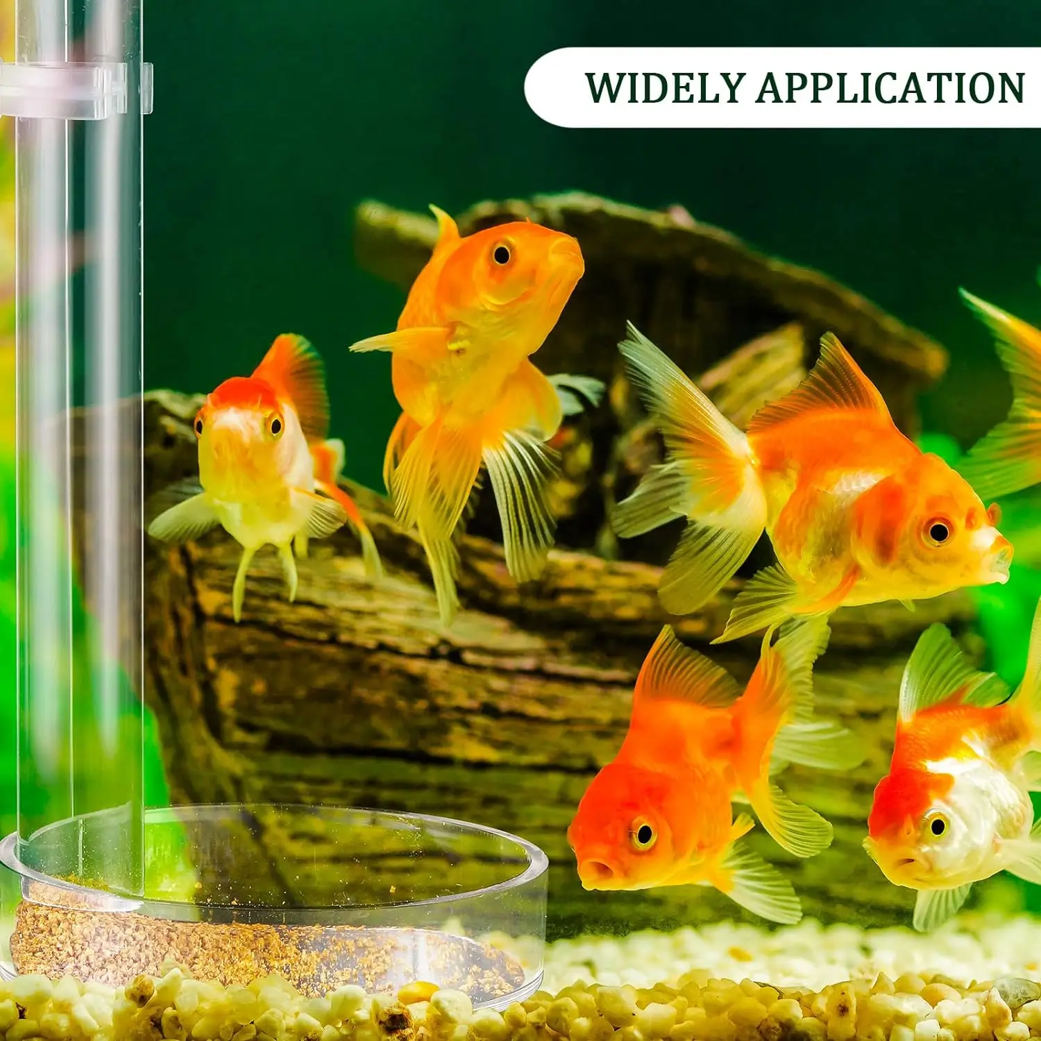 Aquarium Shrimp Feeding Dish Clear Bowl Fish Tank Feeding Supplies for Shrimp Betta Tropical Fish