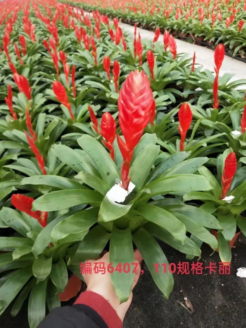 Indoor flower green planting plants