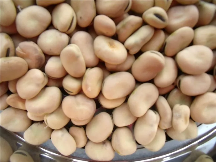 2024 новый урожай сушеные бобы цены Faba Bean